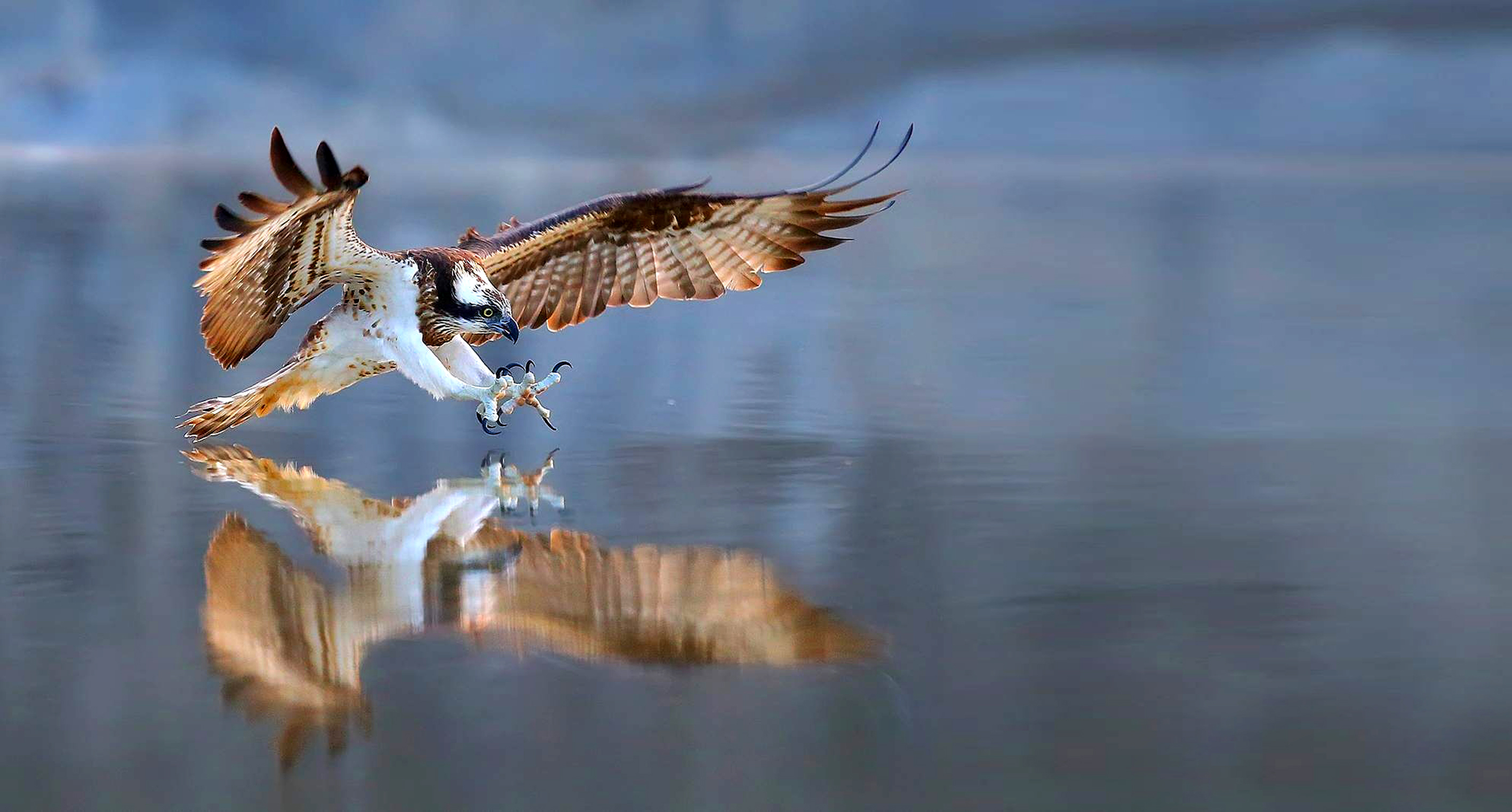 Osprey near Bryce-area trail system